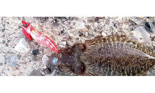 DTD Real Fish Egi 3.0 Tip Run