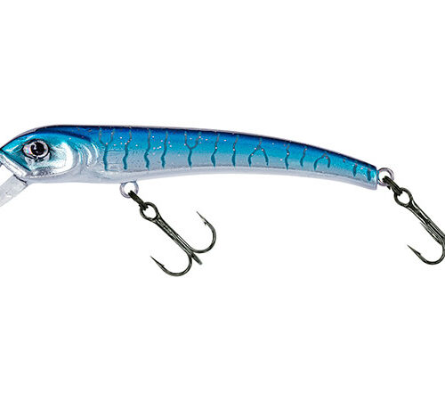 Molix Audace 55