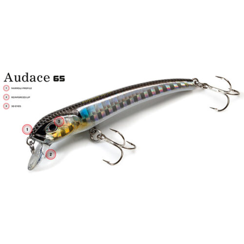 Molix Audace 65